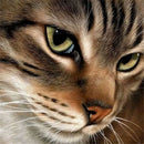 Zelf schilderen op nummer kat dieren