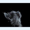Zelf schilderen op nummer kat dieren