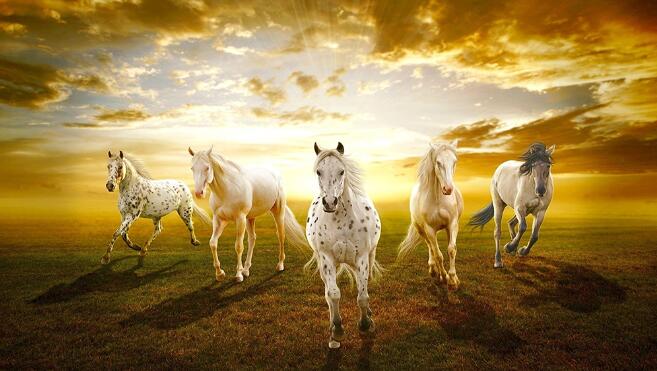Paard Schilderij - Zeven Paarden Lopen op de Grasgrond Canvasdoek - Zonsondergang