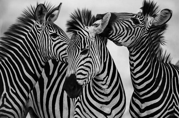 paarden zebra canvasdoek schilderij poster