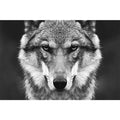 wilde wolf canvasdoek schilderij poster